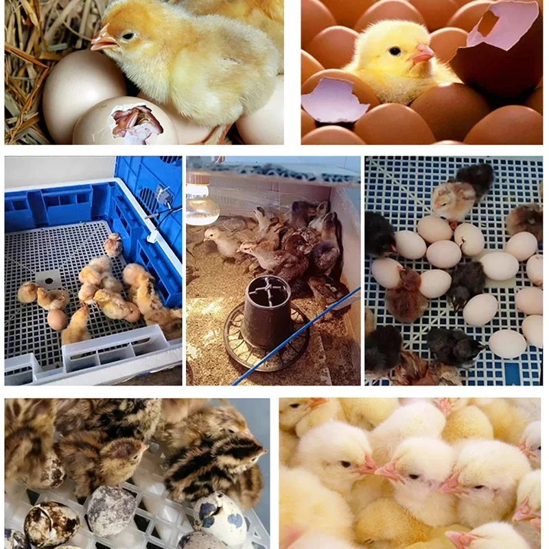 16 Eggs Incubator Auto Brooder Farm Chick Hatchery Machine Digital Egg Incubator Hatcher Goose Chicken Quail Farm Incubation