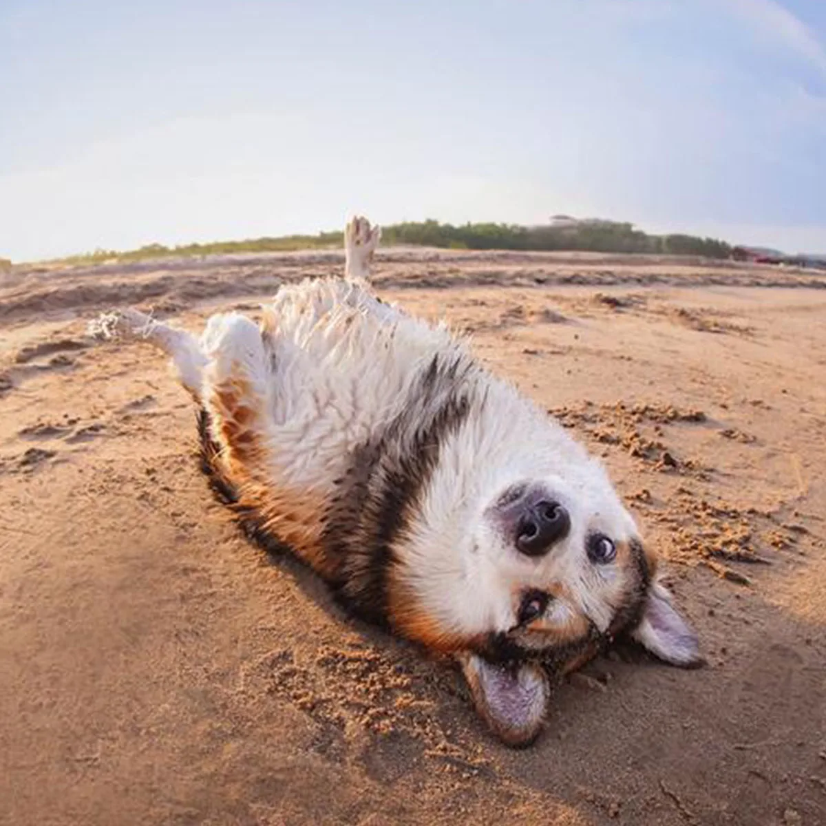 

Dog Training Collar, Waterproof Rechargeable E Collar for Dogs Training, With Vibration, Electric-Shock, Beep, Security Lock