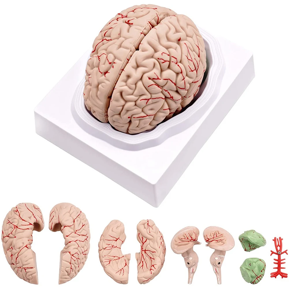 Human Brain,Life Size Human Brain Anatomy Model with Display Base, for Science Classroom Study & Teaching Display B