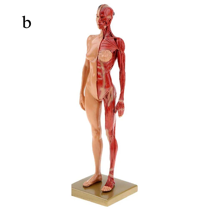 30cm Resin Human Anatomy Muscle Skeleton Model Male Female Dropshipping Wholesale