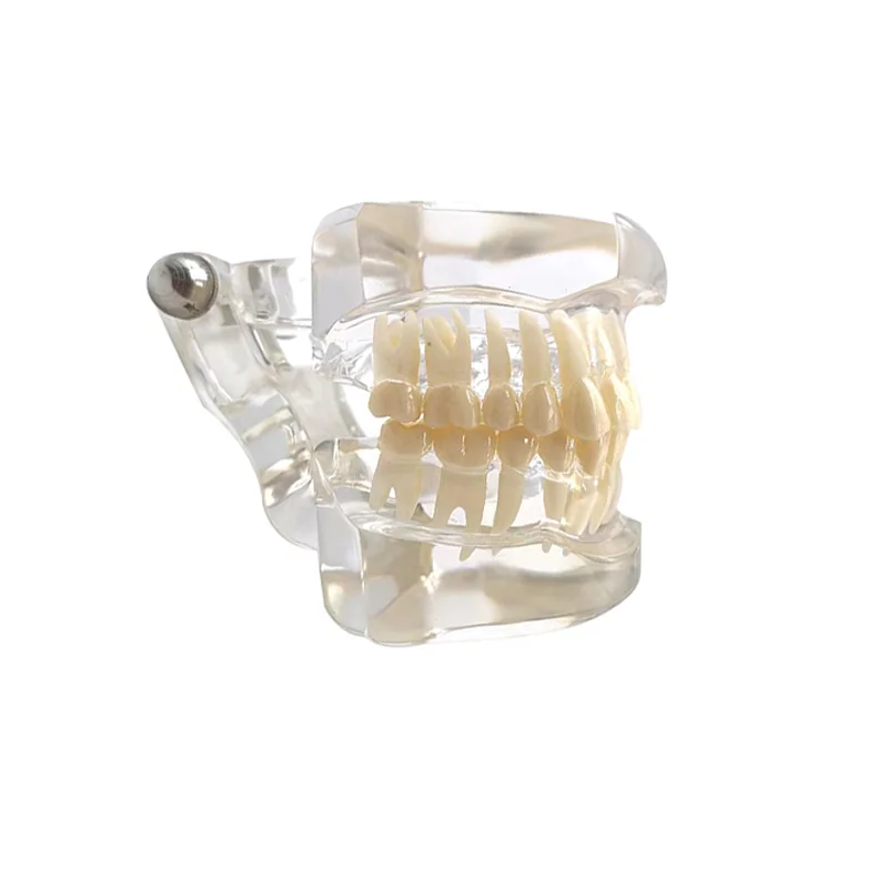 

Teeth Model For 3 colors