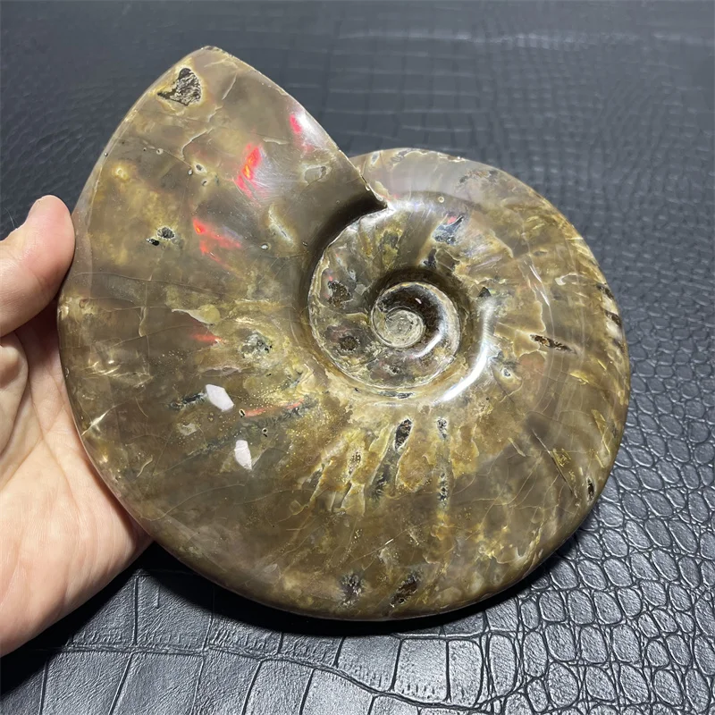 

1230g Rare Iridescent AMMONITE SHELL GEM SPECIMEN HEALING