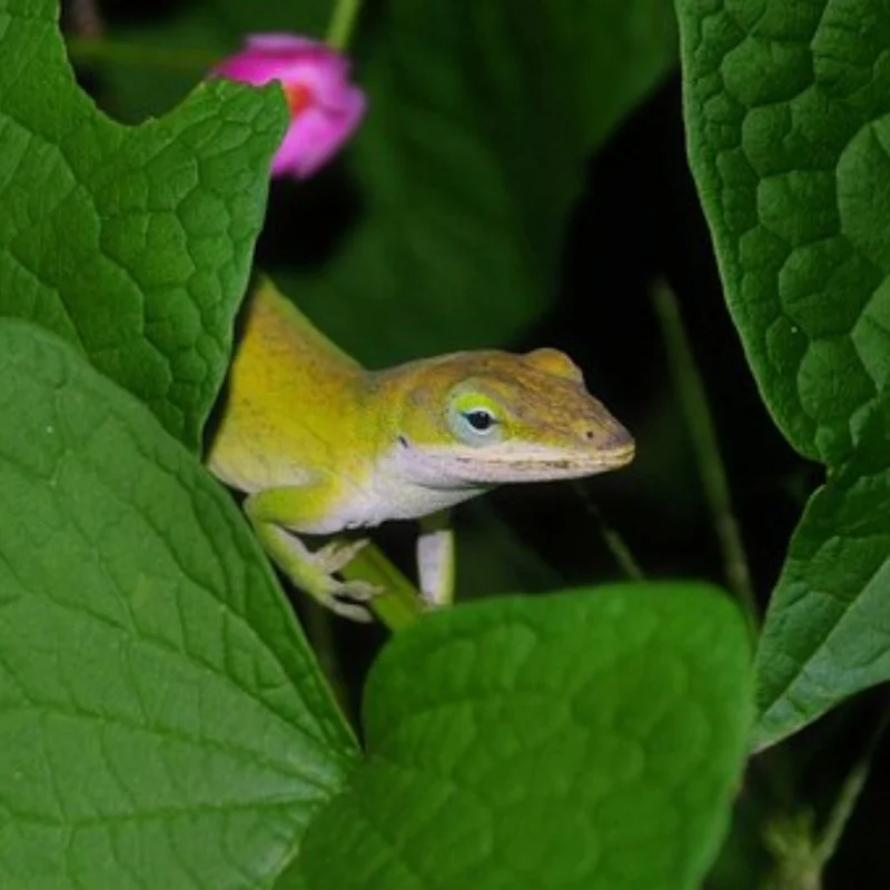 

Welding Wire Fixture Adjustable Bracket Welding Table Clamp For Motherboard Circuit Soldering Welding Locator Soldering Tools