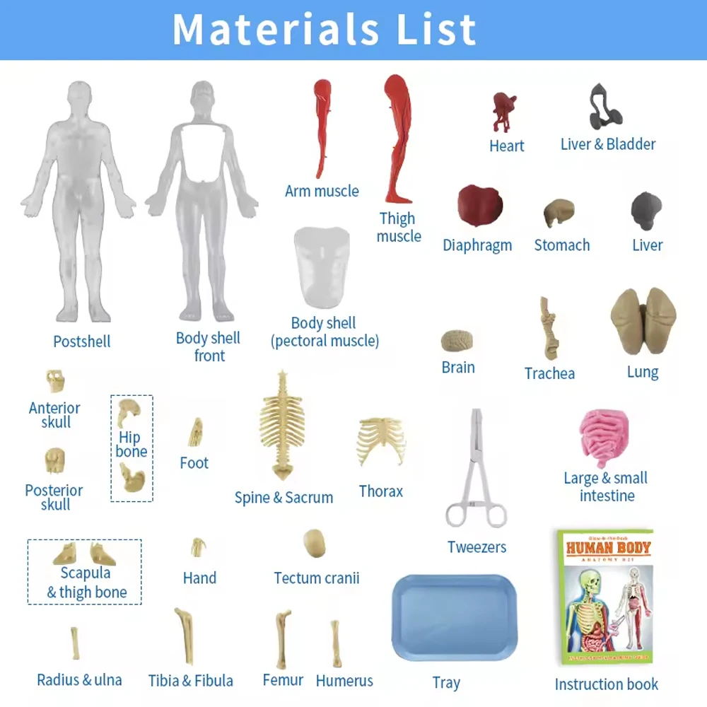 Anatomia narządów szkieletu człowieka Model nauczania biologicznego Pomoce świecące w ciemności Montaż ludzkiego ciała Zabawki edukacyjne dla dzieci Prezenty