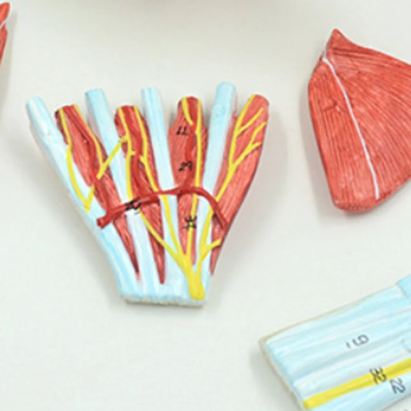 Anatomical Hand Skeleton Model With Muscles, Ligaments, Nerves And Blood Vessels, Hand Bone Muscle Teaching Aids