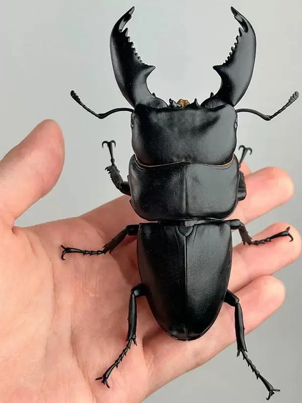 Figura de Colección de Insecto Tipo Pala Larga de Sota Sumatra, Artículo de Colección de Juguetes, Diseño de Personaje de Ani...
