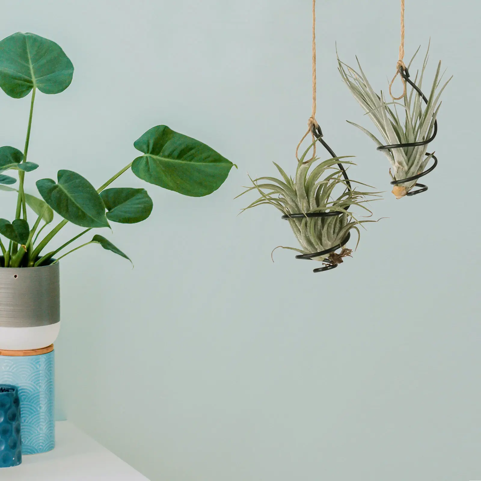 12-suportes-decorativos-para-plantas-aereas-suportes-para-plantas-penduradas-aneis-ajustaveis-pretos-para-bromelias-e-tillandsias