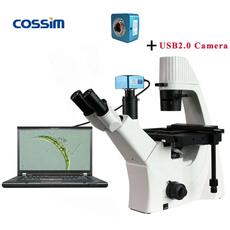 Laboratório biológico de microscópio de biologia biológica digital BLD-300 para venda