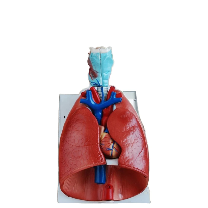 medical science larynx heart and lung anatomy model human body organs model anatomical education model