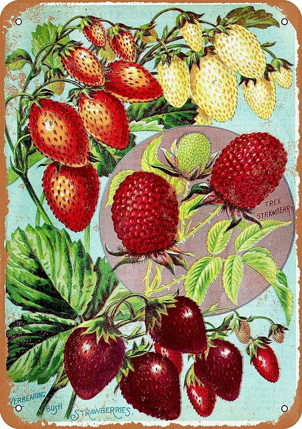 Metal Signs Vintage Retro 8x12 Sign 1902 Tree and Bush Strawberries Berries Funny Fruits Vegetables Food Sweet Summer Wall Home