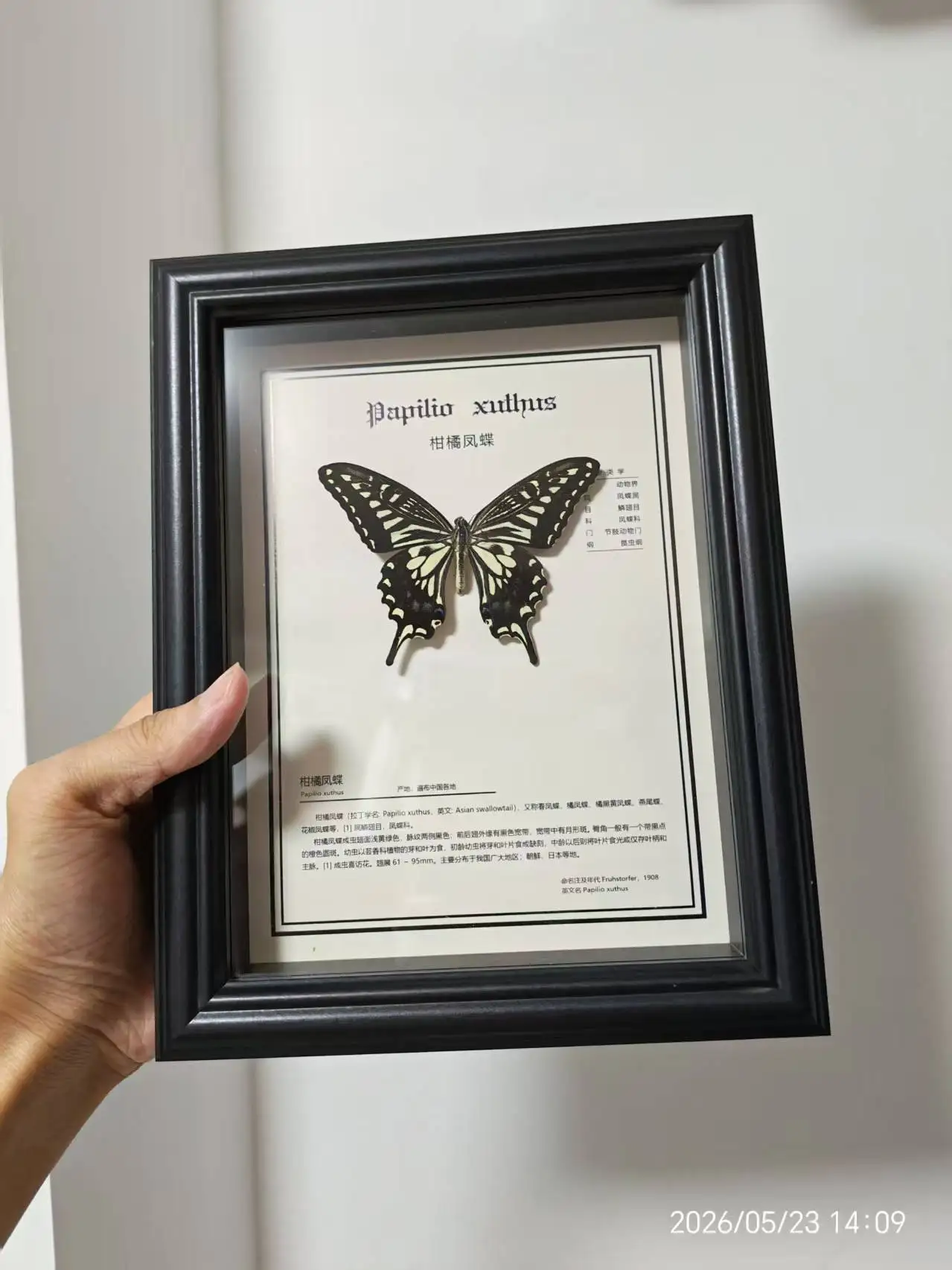 Real animal specimen frame handmade three-dimensional decorative item jewelry wall hanging birthday gift