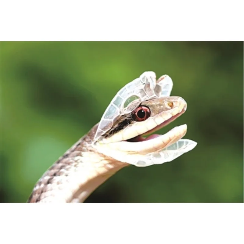 ต่างหูแฟชั่นเงิน Natural Snake Molt 925