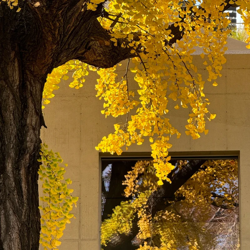 

GEPRC SPEEDX2 1002 25000KV Brushless Motor - Fit T-Cube18 1.6-2 Inch FPV Freestyle RC Models Accessories