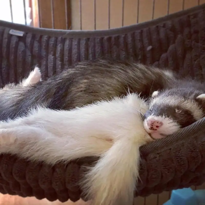 لطيف الهامستر خنزير غينيا معلقة أرجوحة دافئ سرير ناعم حصيرة صغيرة قفص قفص مخبأ نفق نفق لخنجر الفئران الفئران #1