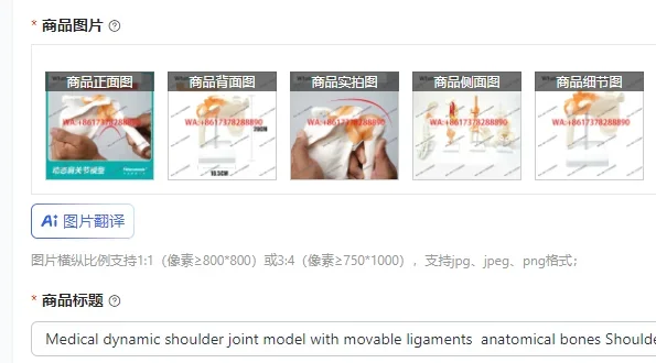 Medical dynamic shoulder joint model with movable ligaments  anatomical bones Shoulder shoulder motor function teaching aids