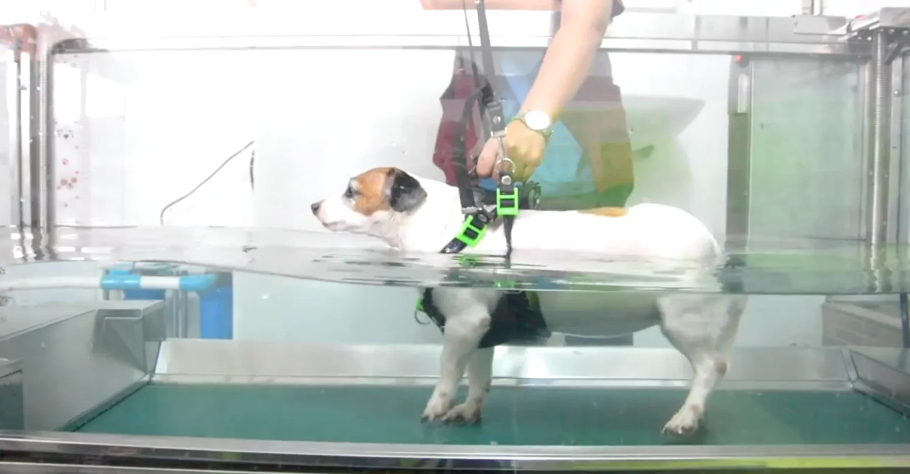 High Quality Dog Training Equipment Water Treadmill Dogs Hydrotherapy Pet Training Rehabilitation Underwater Treadmill