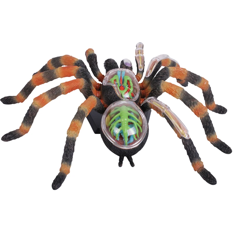 4D Vision Tarantula Spider Model Removable Animal Simulated Spider Anatomy Model