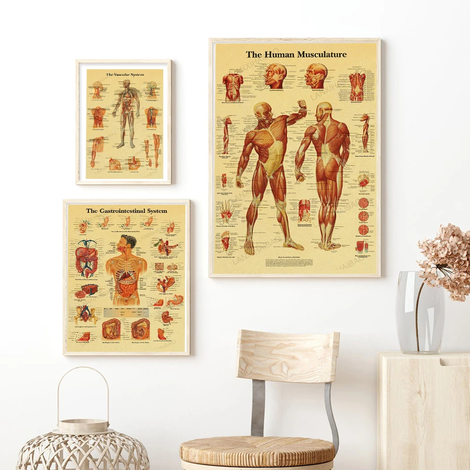 Anatomy and Physiology  Poster Kraft Paper Prints Home Decoration Wall Kraft Room Vintage Nostalgia Posters Art Wall Painting