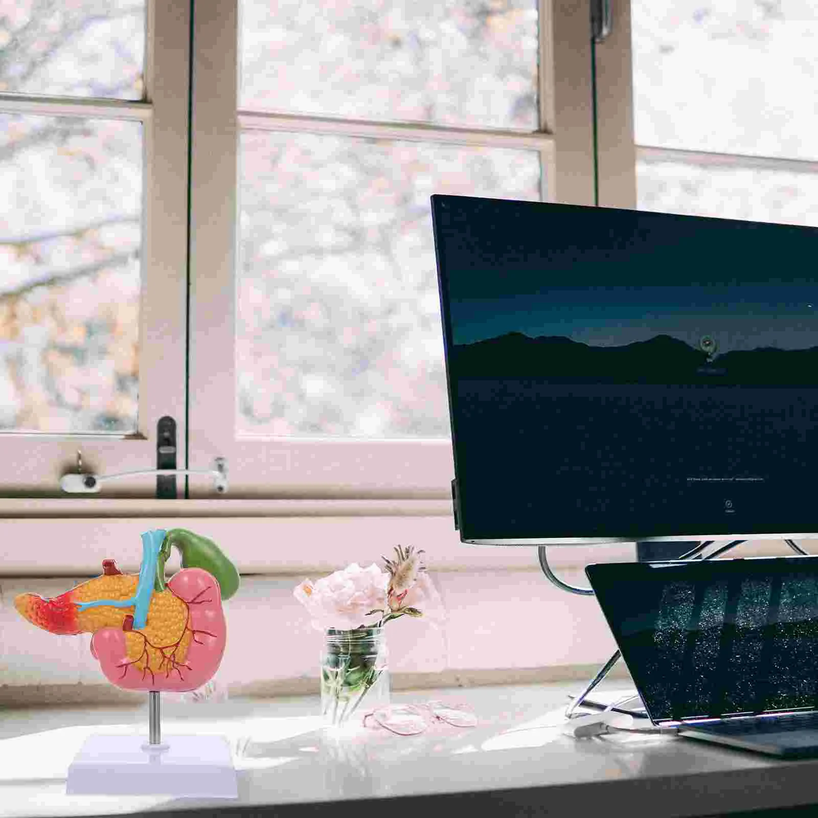 Pathological Model of Gallbladder Biological Teaching Instrument Anatomical Apparatus Models Pvc Human Pancreas Lesions