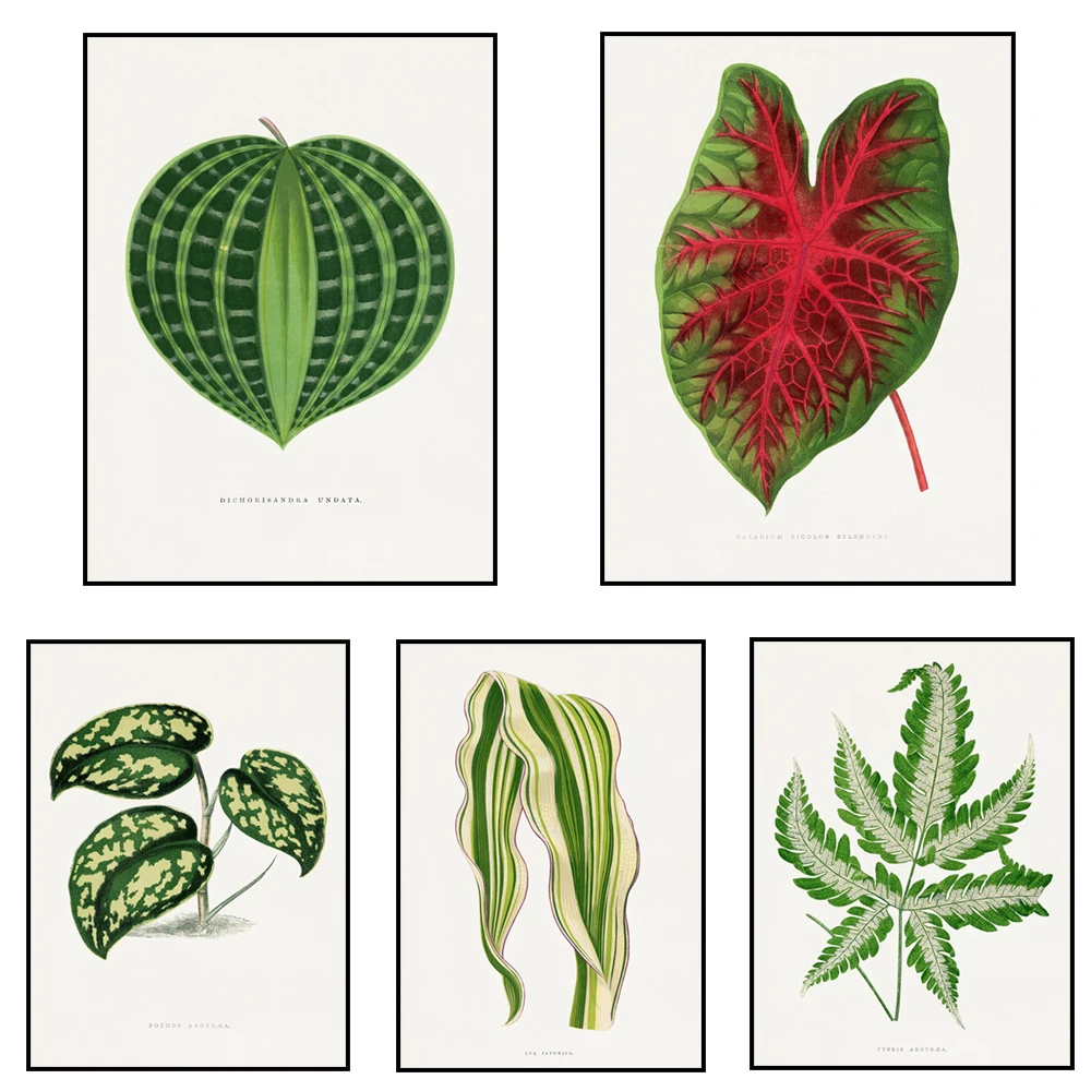 Vintage poster of Edward Joseph Lowe and Charles Victor Nordin with Sanchezia leaves, purple dew leaves, botanical illustration
