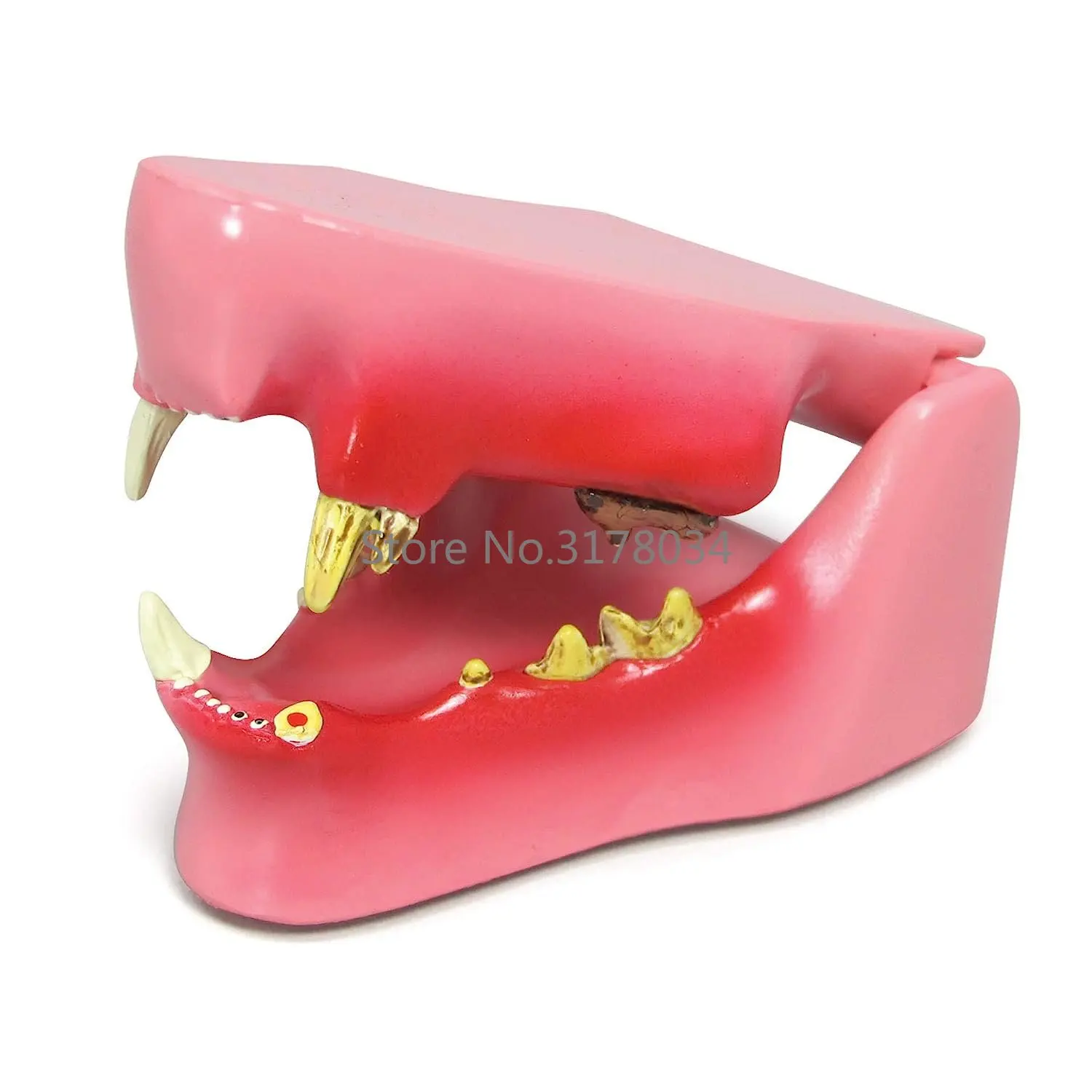 Feline Dental Model | Animal Body Anatomy Replica of Cat Jaw w/Common Pathologies for Veterinary Office Educational Tool