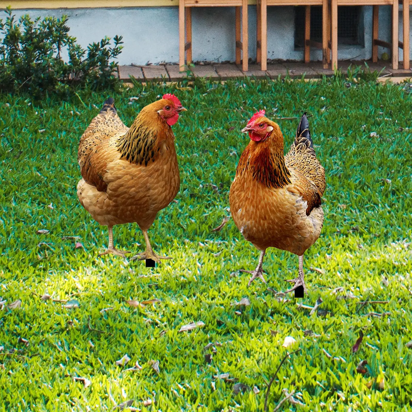 2 Pieces Hen Statue Garden Stakes Yard Art Ornaments Realistic Animal Sculptures
