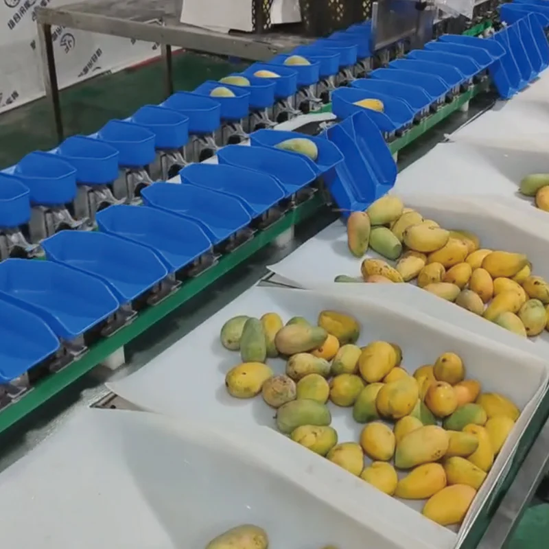 Stainless Steel PLC Tomato Garlic Onion Sorting Grading Machine for Chicken Crayfish Seafood Fruit and Vegetables Food Grade