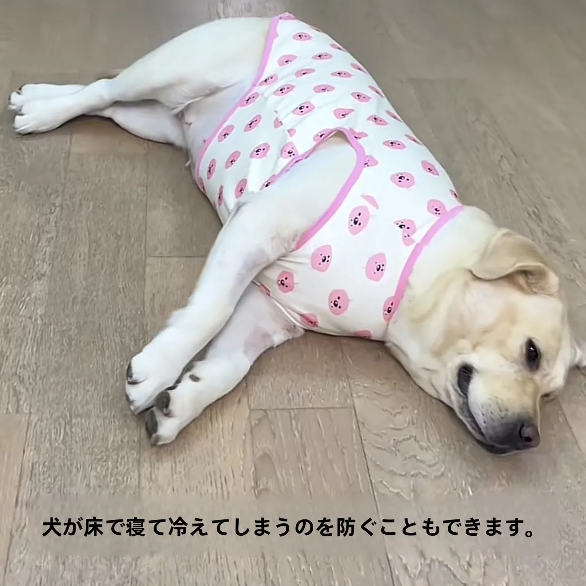 yZ[z^pZ[^[ 00|ȟp gʋĈ鉮Opybg S[fgo[ TGh uh[ɓKĂ܂