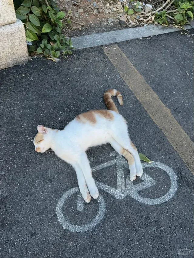 

V10 Portable Multifunctional Vela Body Shape Body Slimming Cavitation 80K Cellulite Fat Removal Vacuum Roller eye care machine