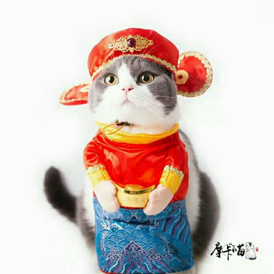 Pet cat dog Spring Festival New Year God of Wealth transformed into red festive New Year clothes funny and humorous photo