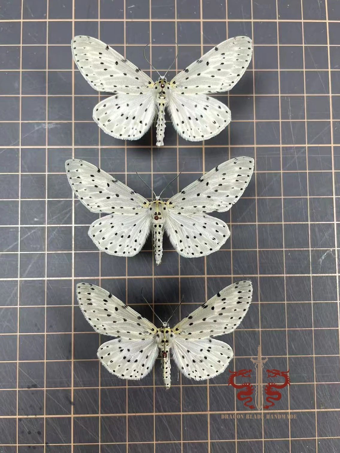 Moth specimen Percnia belluaria, 1pc wings spread A1/A- high quality, Decorative Display Collection Gifts view 4