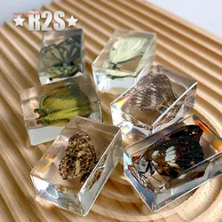 6 Pcs  Insect in Resin Specimen Bugs Collection Paperweights Arachnid Resin Spec  decoration  home accessories butterfly a lot