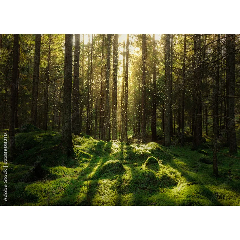Fondo de fotografía de coníferas tropicales, bosque misterioso, musgo, árboles caídos, utilería de naturaleza antigua, paisaje, tema, ZL-12