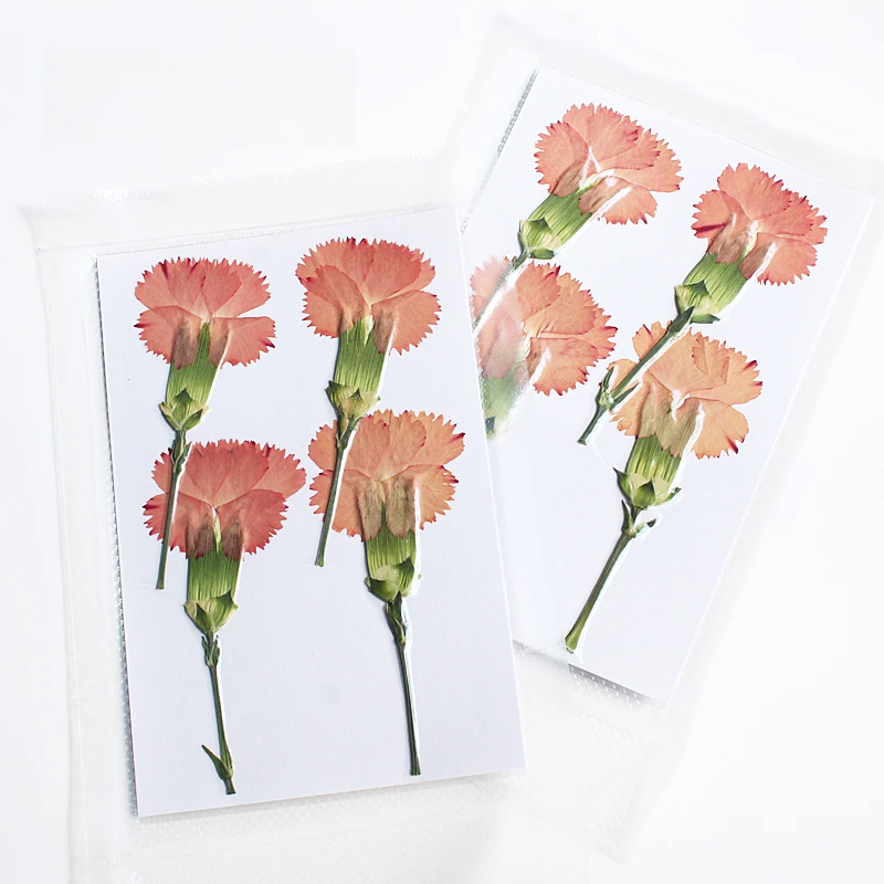 Natur geprägte Polystyrol Nelke, neue primäre getrocknete Blume DIY Epoxy Handytasche Blumen Lesezeichen Hochzeitsdekoration, 4 Stück – Detail 12