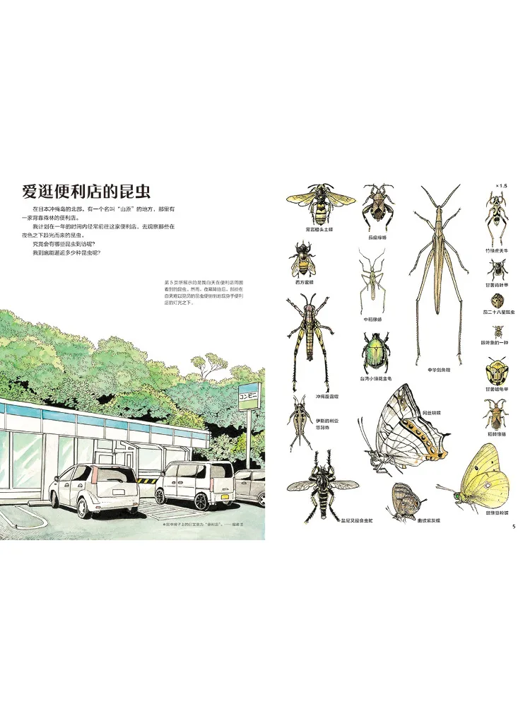 Book-Winshare Shengkouman's Hand Drawn Natural Illustrated The Wonderful Insects Of the Night