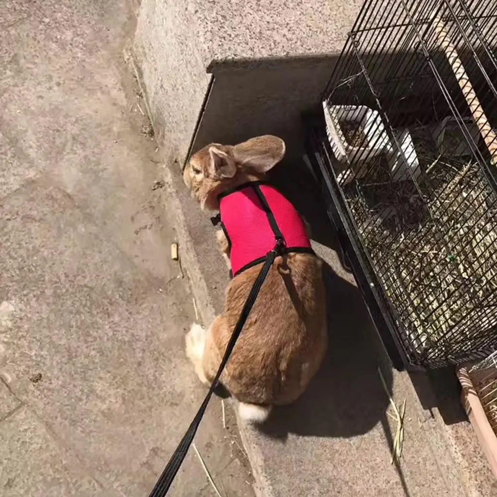 Arnés con correa para hurones, conejos y mascotas pequeñas - imagen 3