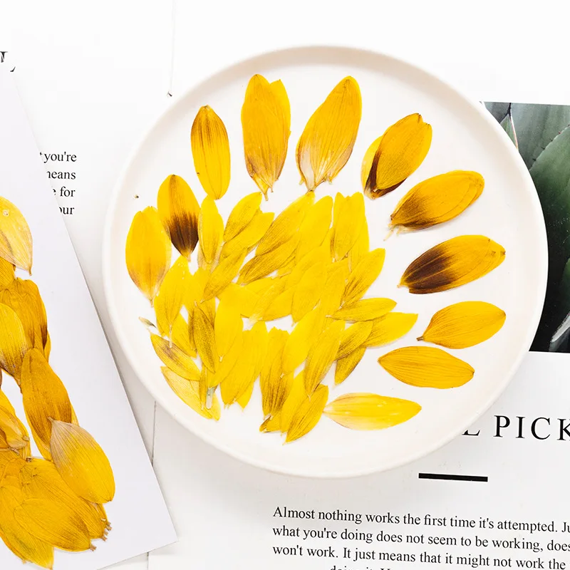 24 Stück, Getrocknete Sonnenblumenblütenblätter, Gepresste Blumen, DIY-Bastelzubehör für Fotorahmen, Scrapbook, Hochzeitsgeschenk, Heimdekoration, Schmuckherstellung – Detail 2