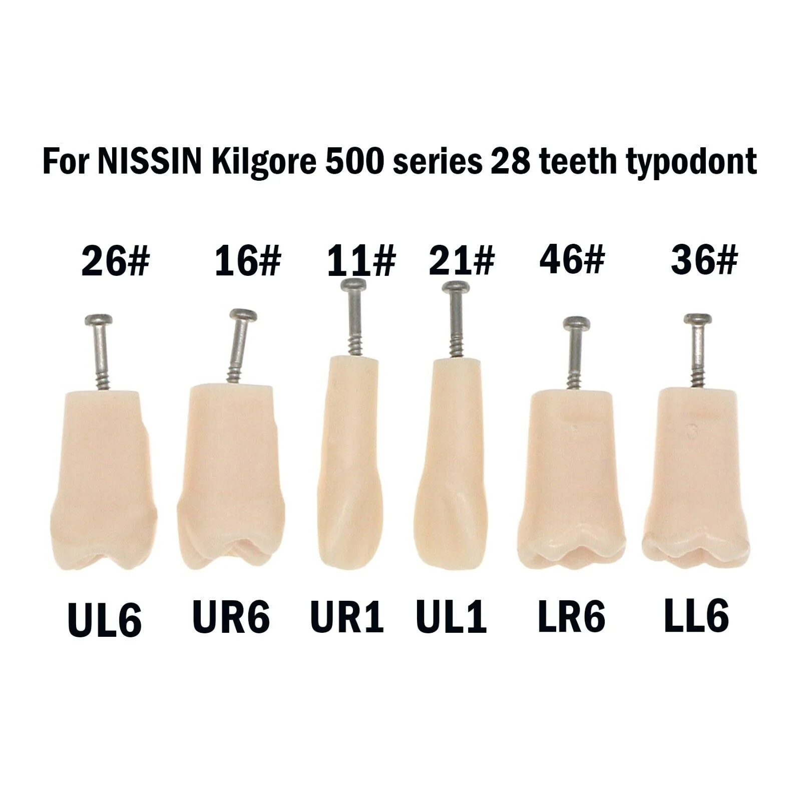 6Pcs Dental Typodont Kilgore Nissin 200/500 Type Individual Teeth Model with Srews Study Teach Demo for College