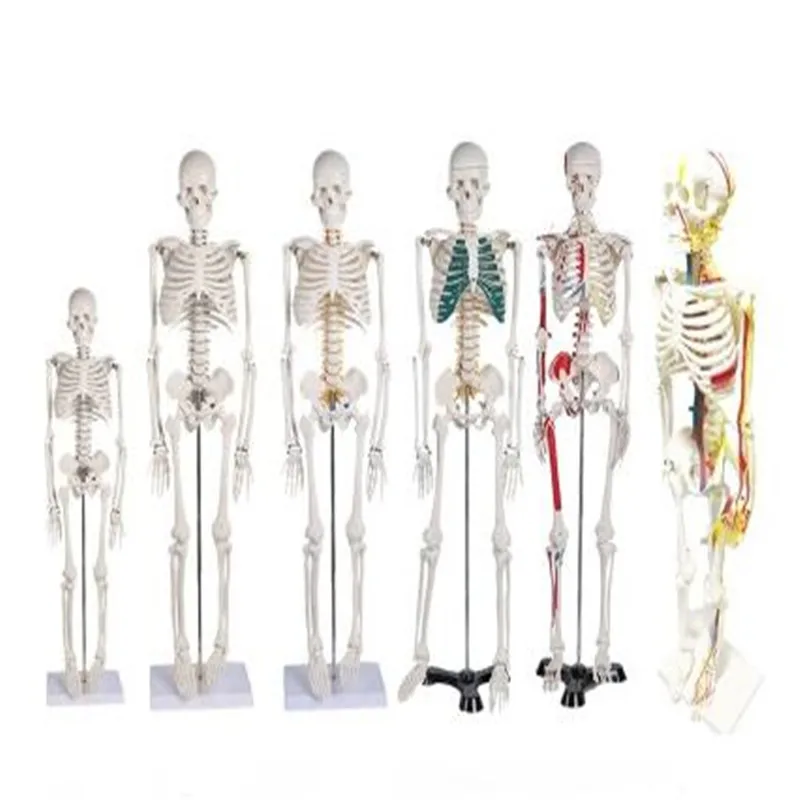 Human Skeletal Model  With Removable Muscles  Spine 1: 1 Medical Whole Body Simulation Art