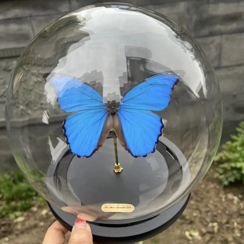 Real Taxidermy Specimen Glass Dome Display Home Desktop Decor Entomology Birthday Friend