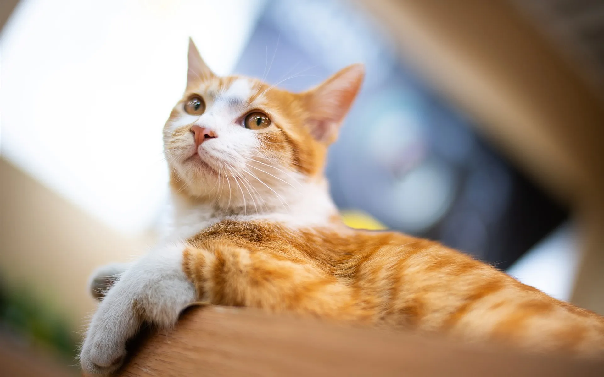 모스키토 자동차 1/28 MINI-Q9 RC 자동차 부품용 금속 업그레이드 개조 전면 및 후면 기어박스