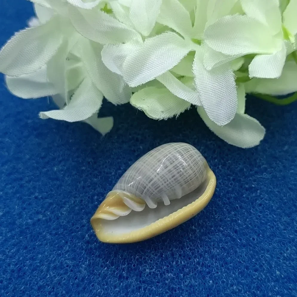 Natural Cryptospira Strigata Seashell Rare Sea Shells Home Decoration Accessories Aquarium Decoration Shell Decoration Crafts