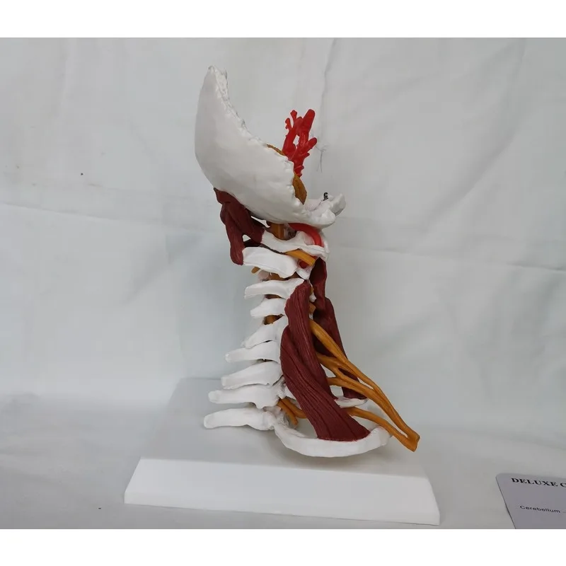 1:1 Life Sized Human Cervical Spine Anatomy Model with Muscle Nerve Brainstem Occipital Bone Medical Teaching BoneAids