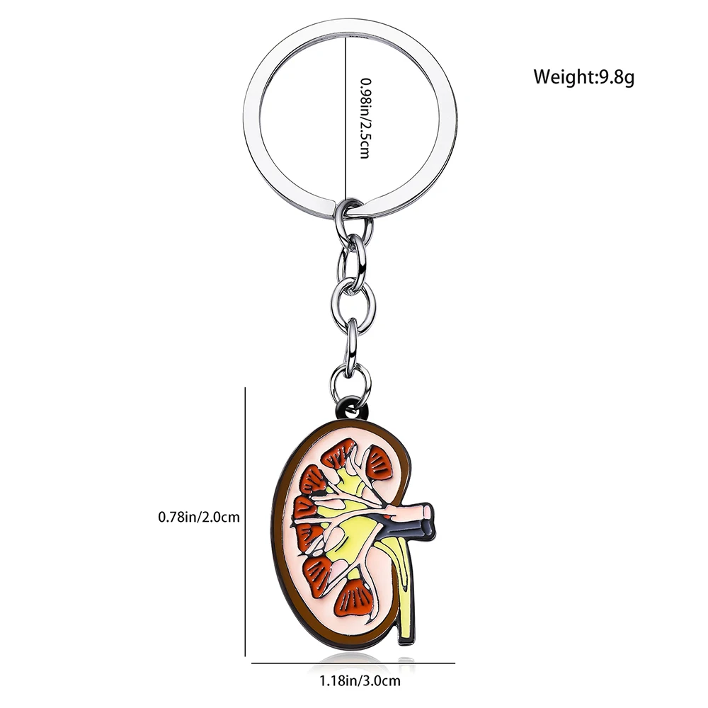 DCARZZ Medical Anatomy Kidney Keychain Urology Enamel Pendant Key Ring Medicine Jewelry Accessories for Doctors Nurses