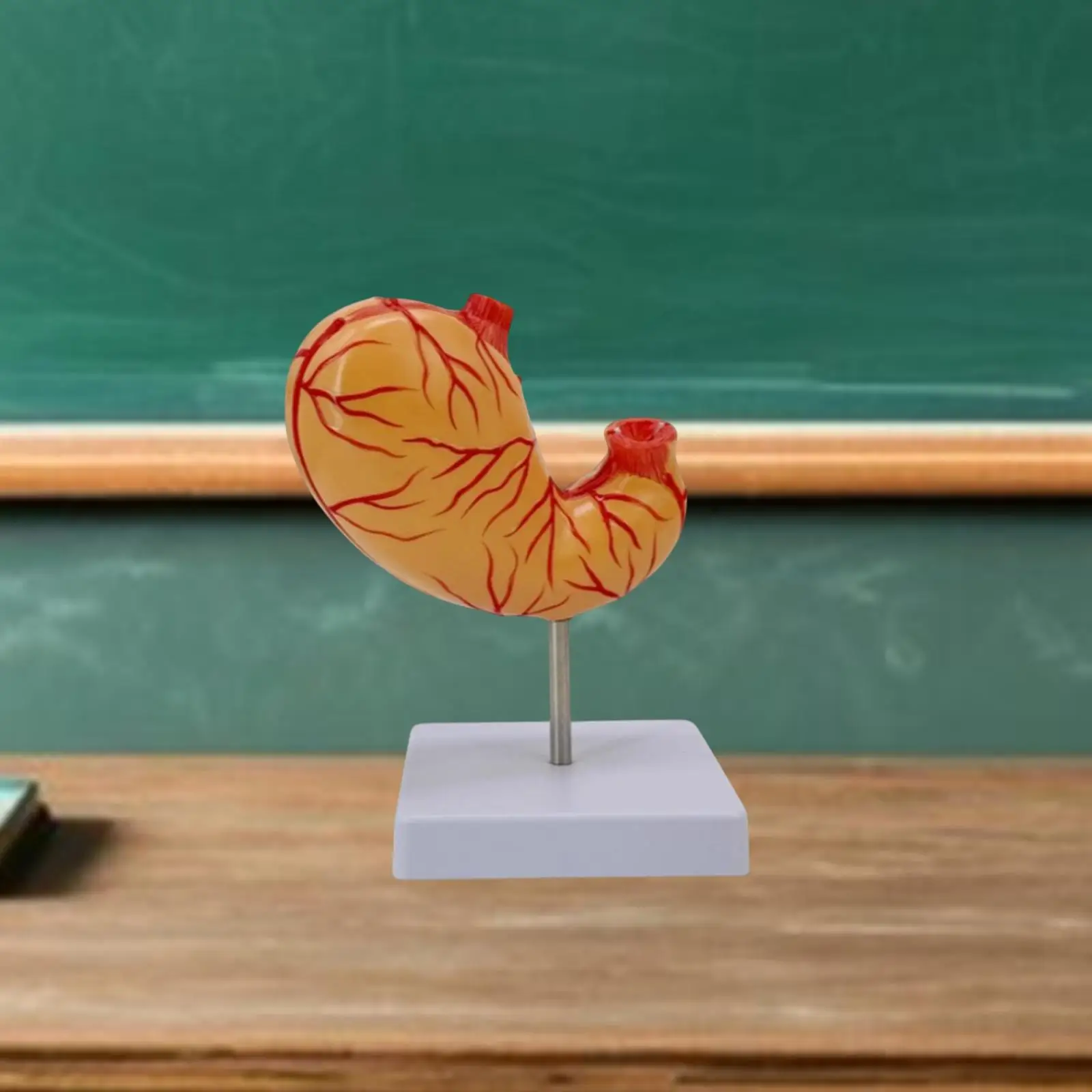 

Human Stomach Structure Model Teaching Equipment Detachable Lifesize Professional Teaching Supply for School Demonstration