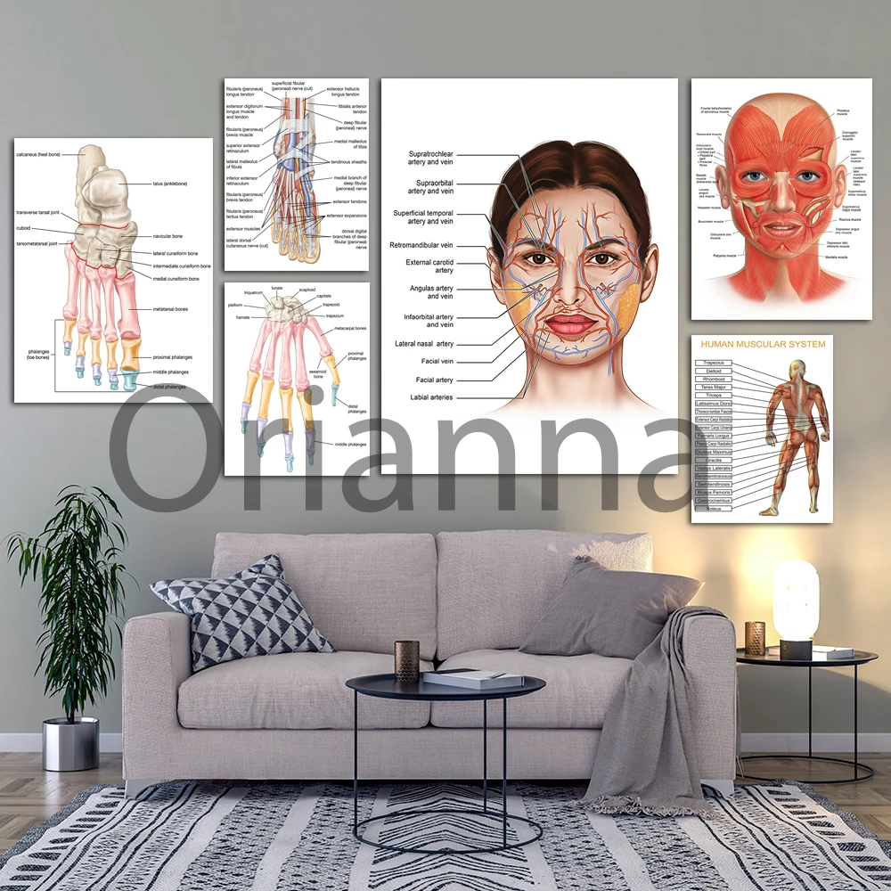 Muscular System Back Print Poster Nerves Of The Human Foot Poster Wall Art Canvas Painting Face Anatomy Muscle Veins Art Poster