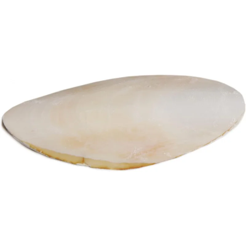 Pet Bpv1143 Cuttlebone de pássaro de 5 polegadas, médio