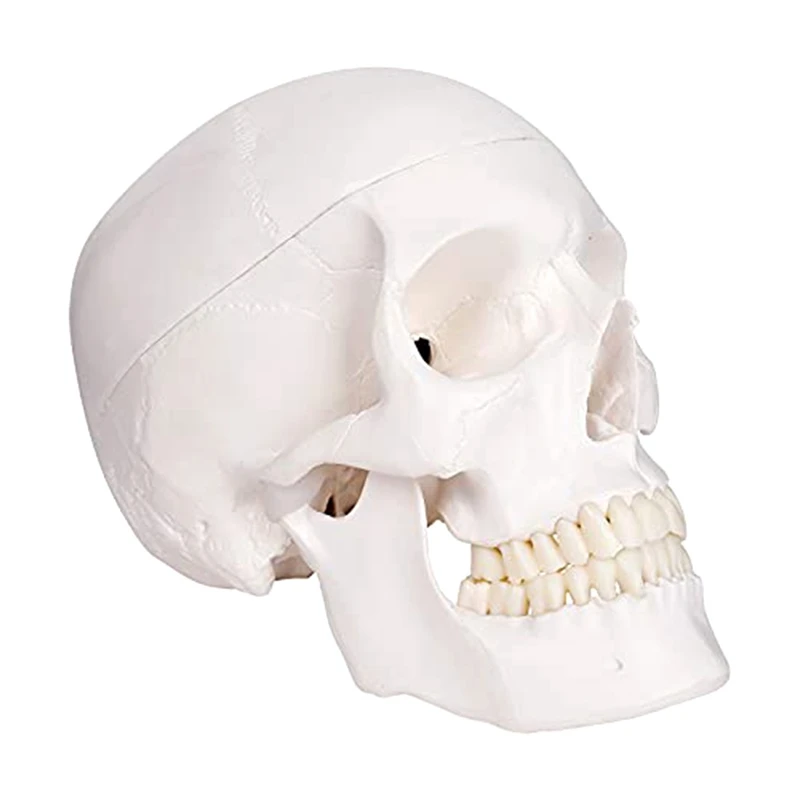 Human Scull Model, Life Size Anatomy Anatomical Adult Model With Removable Scull Cap And Articulated Mandible