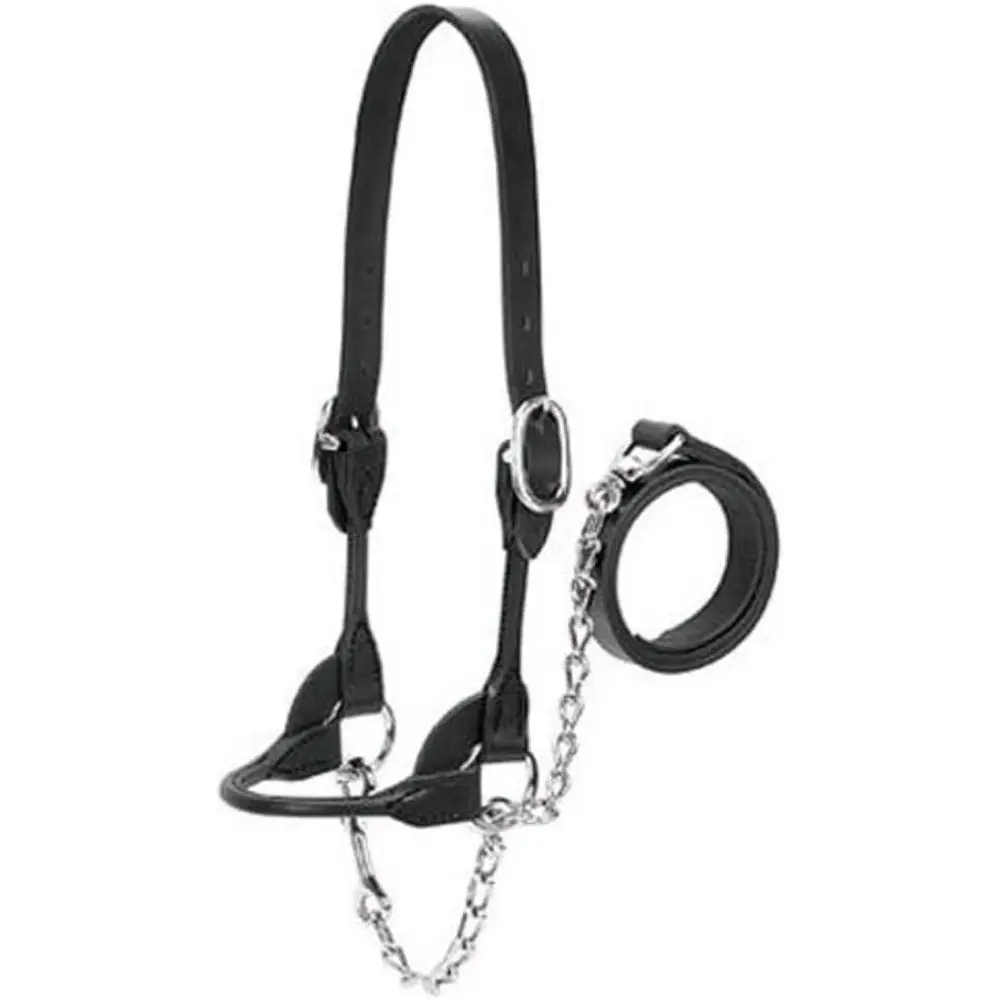 

Black Small Rounded Show Halter for Dairy