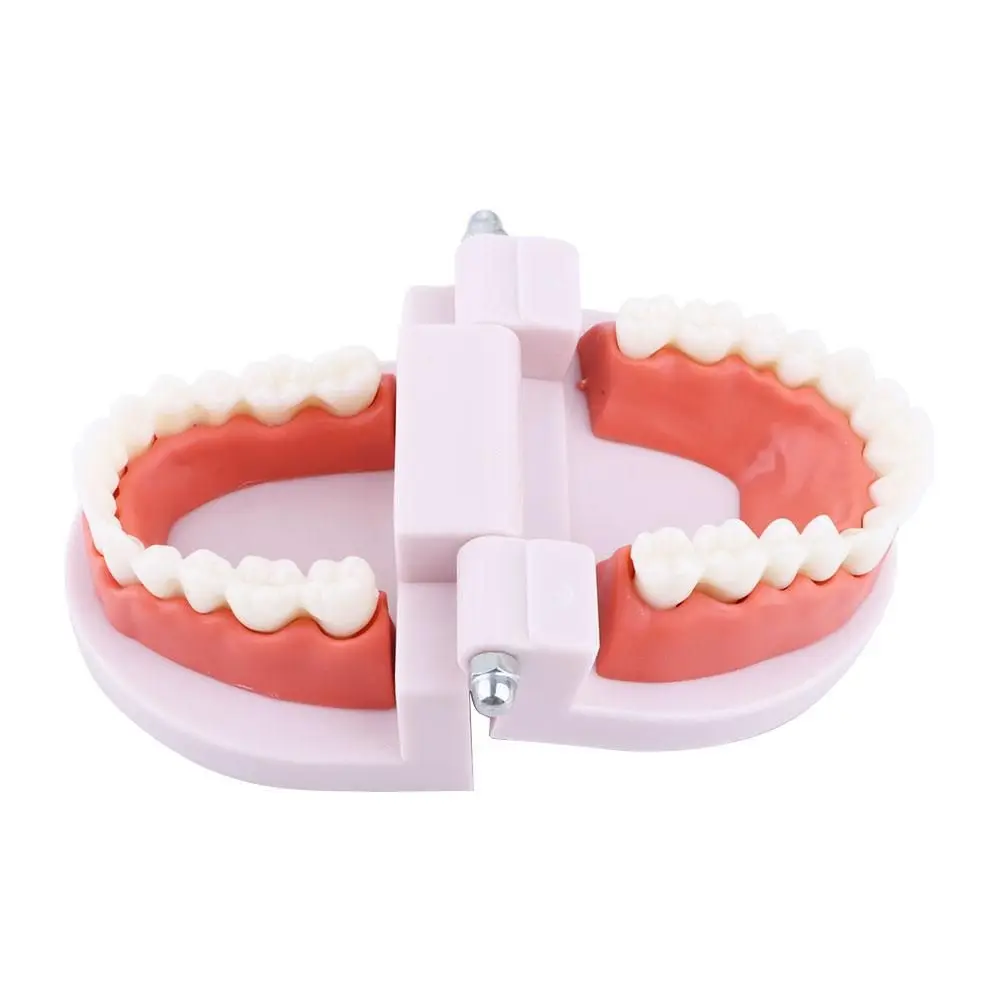 Pro White Dental Teaching Oral Education Typodont Demonstration Standard Teeth Model Teeth Model Denture Model Flesh Pink Gums